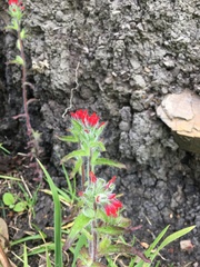 Castilleja arvensis arvensis