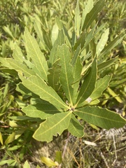 Brabejum stellatifolium