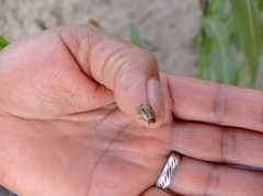 Zygogramma piceicollis