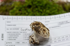 Russula dissimulans