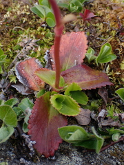 Leptarrhena pyrolifolia