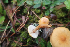 Protostropharia semiglobata