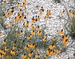 Ratibida columnifera