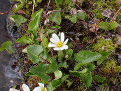 Caltha leptosepala