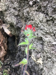 Castilleja arvensis arvensis