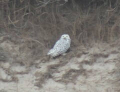 Bubo scandiacus