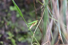 Phaneroptera falcata