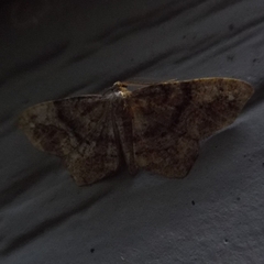 Hypagyrtis