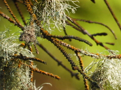 Trentepohlia aurea