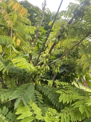 Averrhoa bilimbi