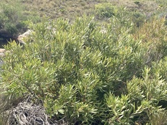 Brabejum stellatifolium