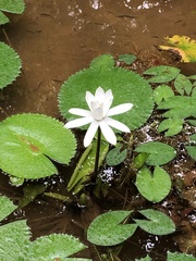 Nymphaea