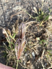 Chloris virgata