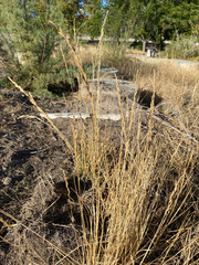 Thinopyrum obtusiflorum