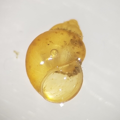 Bithynia tentaculata