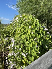 Ipomoea amnicola