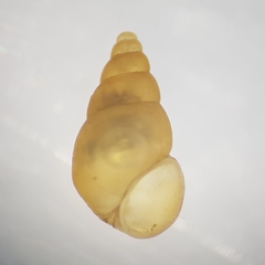 Potamopyrgus antipodarum