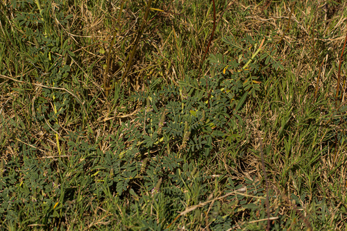 Indigofera microcarpa image