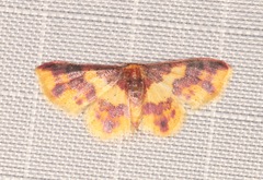 Lophosis labeculata