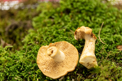 Hydnum subconnatum