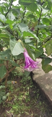 Datura metel