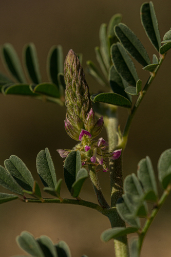 Indigofera microcarpa image