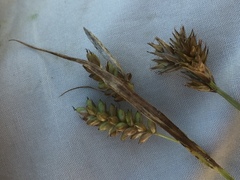 Carex hostiana