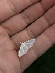 Palpita vitrealis
