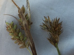 Carex hostiana