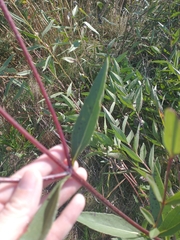 Helianthus pauciflorus
