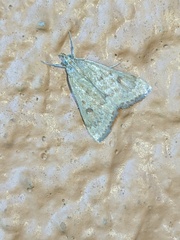 Lepidoptera