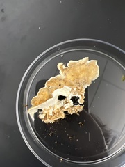 Stereum gausapatum