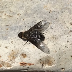 Chrysanthrax vanus