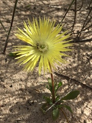 Apatesieae