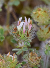 Trifolium cherleri
