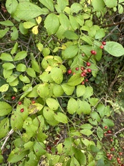 Crataegus crus-galli