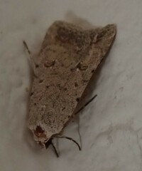 Caradrina montana