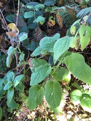 Stachys chamissonis