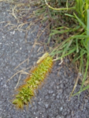 Setaria pumila