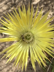 Apatesieae