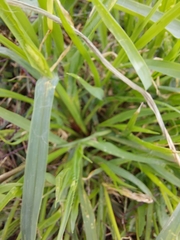 Setaria pumila