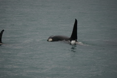 Orcinus orca