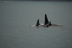 Orcinus orca