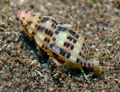 Maculotriton serriale