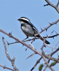 Microspingus torquatus