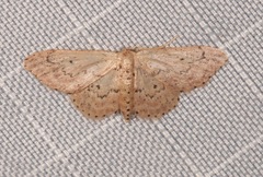 Idaea micropterata
