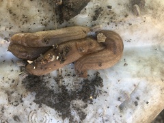 Ambigolimax valentianus