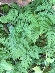Cystopteris montana