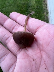 Panaeolus foenisecii