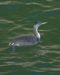 Podiceps major